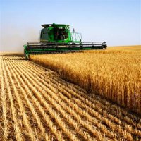 В Омской области убрано более 50% урожая зерна