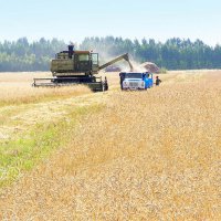 В Омской области хлеборобы намолотили 2 млн тонн зерна