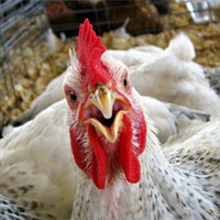 Морозовская птицефабрика при поддержке банка ВТБ продолжает расширять птицеводческое направление в Омской области