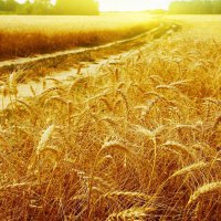 В Омской области засеют 100 тысяч га земли пшеницей для экспорта в КНР