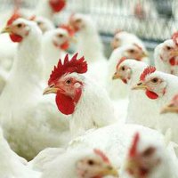 Омскстат: В Омской области увеличилось производство продукции птицеводства 