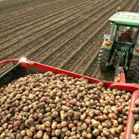  В Омской области ожидается хороший урожай картофеля