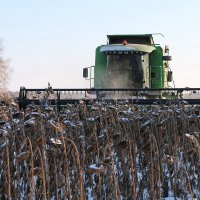 В Омской области средняя урожайность подсолнечника достигла рекордных 15,8 центнера с гектара