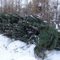 Лесхозы Омской области приступили к заготовке хвойных деревьев к Новому году