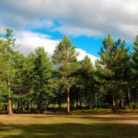 Вокруг Омска может появиться лес из хвойных деревьев протяжностью 30 км